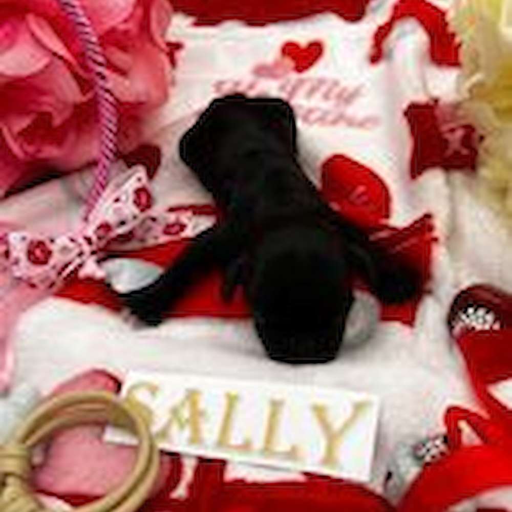 Sweet Valentine Litter