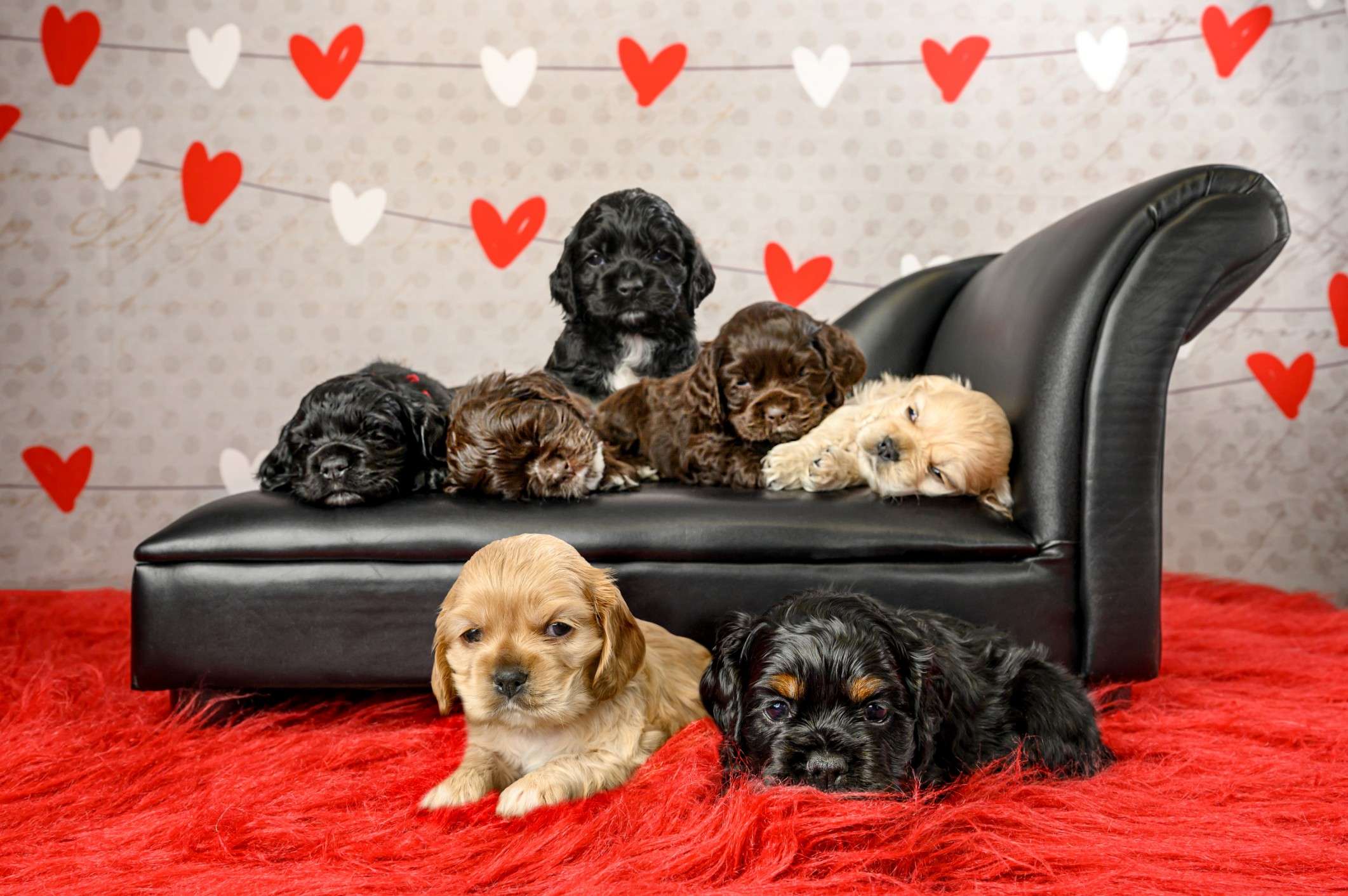 The Sweet Valentine Litter