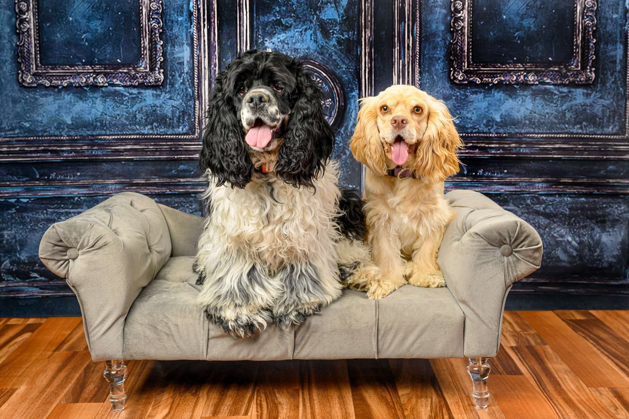 Square State Spaniels